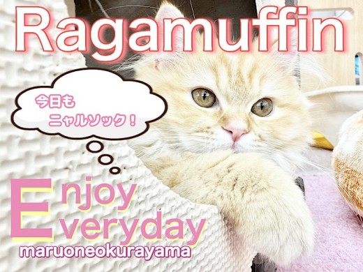 【 ラガマフィン 】右よーし!左よーし!今日もお気に入りの場所からニャルソック!