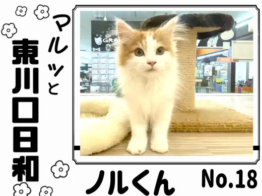 【 マルっと東川口日和No.18 】ふんわり長毛の癒し系男の子のノルウェージャン