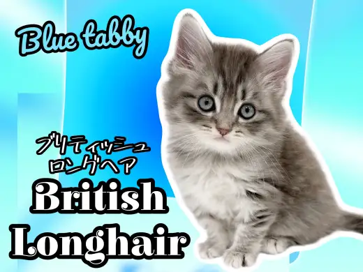 【 ブリティッシュロングヘア 】超希少種!完成されたルックスの美男子が登場!