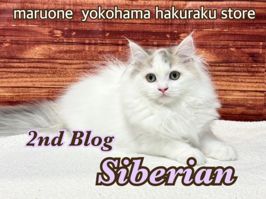 【 サイベリアン 】神秘的なパステル三毛にゃんこの成長記録
