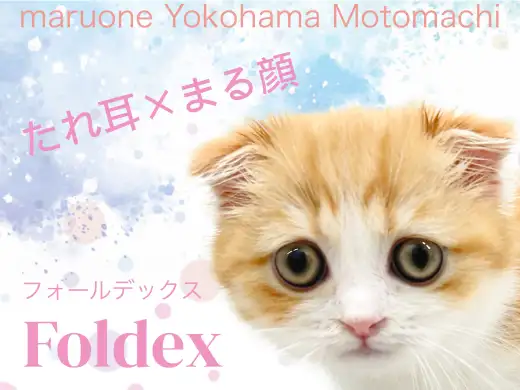 【 フォールデックス 】スコ×エキゾの希少種!魅力凝縮のたれ耳王子登場!