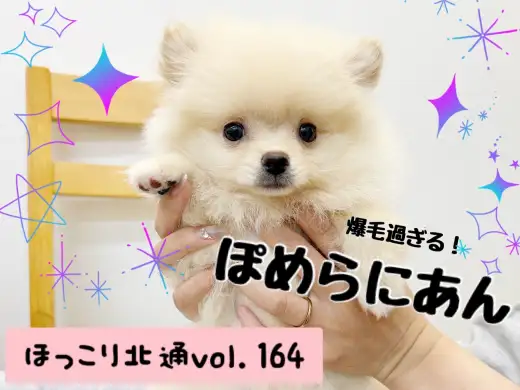 【 ほっこり北通Vol.164 】ポメラニアンちゃんの美しすぎる被毛の秘訣！