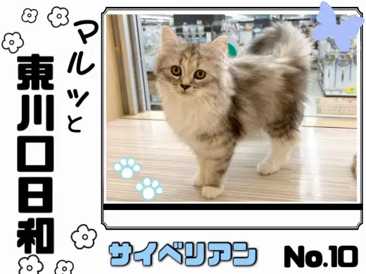【 マルっと東川口日和No.10 】超美猫！性格も魅力たっぷりのサイベちゃん！