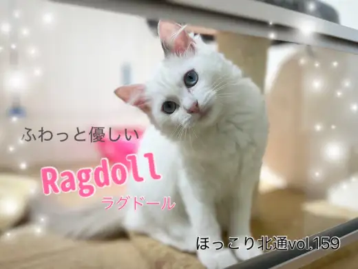 【 ほっこり北通vol.159 】遊ぶ時も優しい、純白ラグドールちゃん