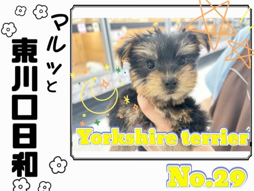 【 マルっと東川口日和No.29 】お風呂に挑戦するヨーキーちゃん！