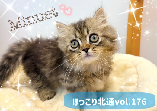 【 ほっこり北通vol.176 】すりごろ丸出し！短足ミヌエットちゃん爆誕！