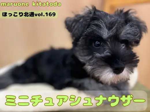【 ほっこり北通vol.169 】撫でてもらうのが大好き！穏やか甘えん坊シュナ