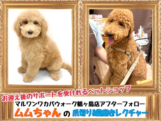 【 お迎え後が本番！マルワンのサポート 】鶴ヶ島店卒業生スタンプーのムムちゃん