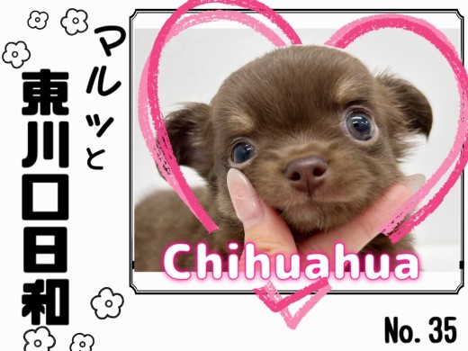 【 マルっと東川口日和No.35 】1人遊びが上手にできるチョコタンチワワ！