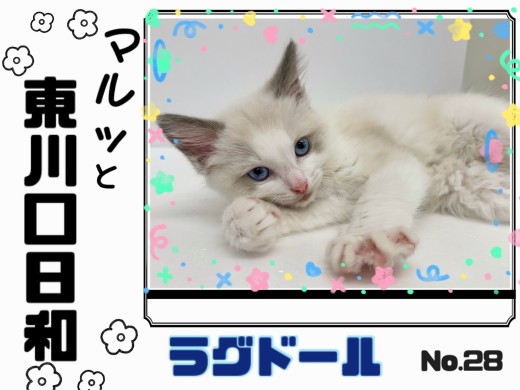 【 マルっと東川口日和No.28 】超美猫！性格も満点なラグドールがやってきた！
