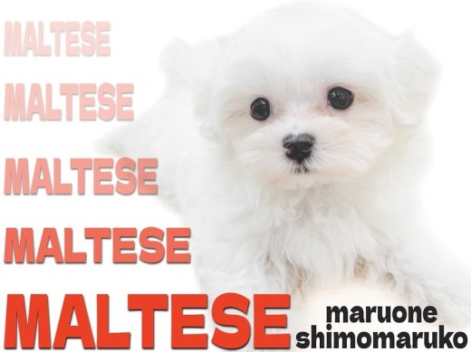 【 マルチーズ 】マズル短めのドワーフ体型が特徴的な純白の子犬が大田区に登場!