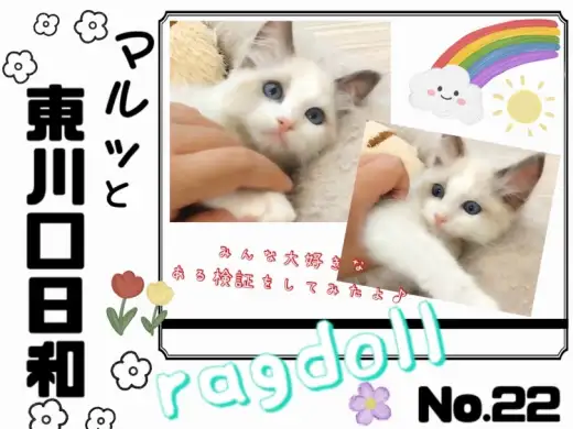 【 マルっと東川口日和No.22 】温厚ラグちゃんの可愛すぎる遊び姿にご注目！