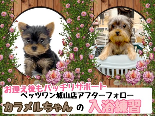 【 マルワンお迎えの子限定サポート 】城山店卒業生カラメルちゃんの入浴レクチャー