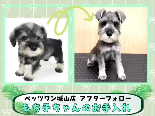 【 ペッツワン城山店のお迎え後サポート 】卒業生の『もち子』ちゃんが来店