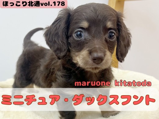 【 ほっこり北通vol.178 】愛らしい胴長短足ボディのおっとりプリンセス入店