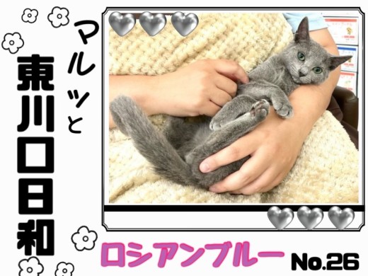 【 マルっと東川口日和No.26 】抱っこ好きなロシちゃんはお手入れだって得意！