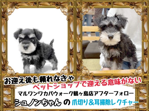 【 マルワンなら受けれるサポート 】鶴ヶ島店卒業生シュナウザーのシュノンちゃん
