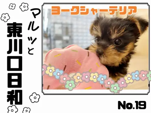 【 マルっと東川口日和No.19 】片手に収まるコンパクトサイズヨーキー！