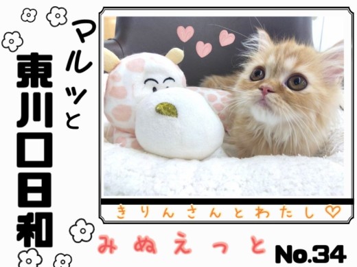 【 マルっと東川口日和No.34 】カリカリごはんも余裕で食べられるミヌちゃん！