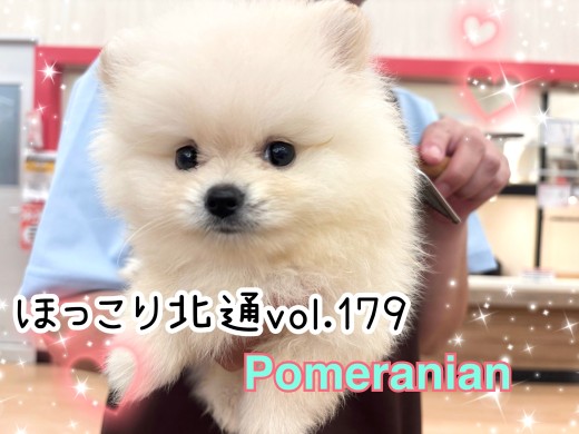 【 ほっこり北通vol.179 】わたあめのような美男子ポメラニアンがやってきた！
