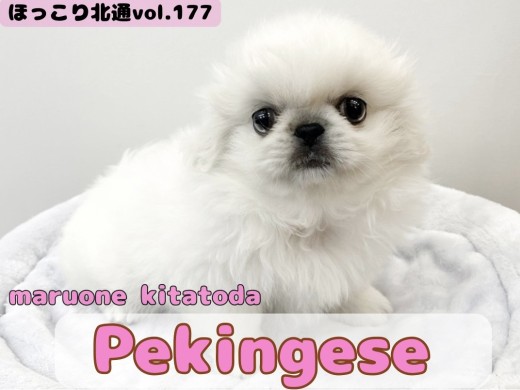 【 ほっこり北通vol.177 】戸田市に小さなライオン入店！ペキニーズの女の子