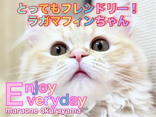 【 ラガマフィン 】朝の可愛い挨拶！愛嬌たっぷりのモフモフニャンコをリポート！