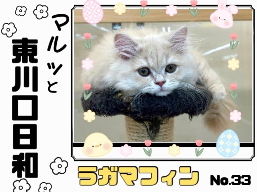 【 マルっと東川口日和No.33 】お手入れ中も可愛さ全開なラガちゃんにご注目！