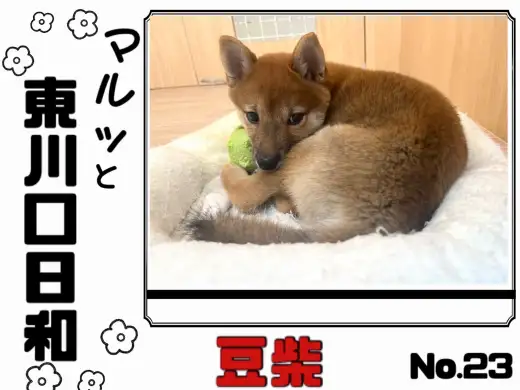 【 マルっと東川口日和No.23 】可愛い仕草と人懐っこさに注目の豆柴ちゃん！
