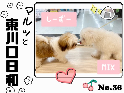 【 マルっと東川口日和No.36 】ワンコ同士の社会性トレーニング