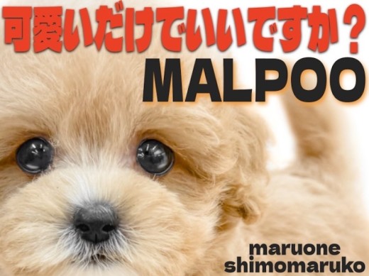 【 マルプー 】ドワーフ体型とぬいぐるみの様なルックスの持ち主は初心者にもお勧め