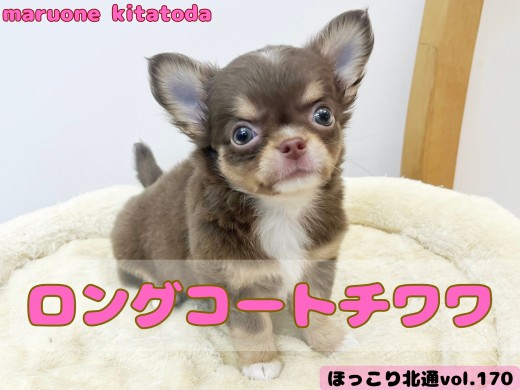 【 ほっこり北通vol.170 】小さめチワワ入店！！