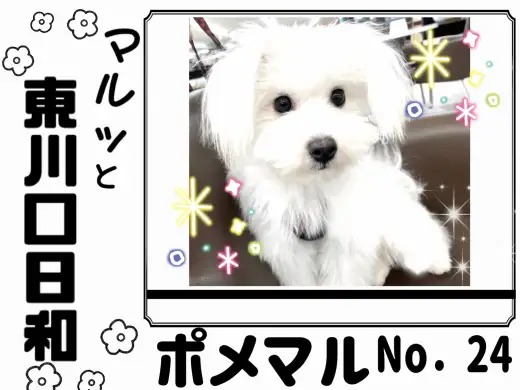 【 マルっと東川口日和No.24 】明るく賢い元気ガール、ポメマルちゃん