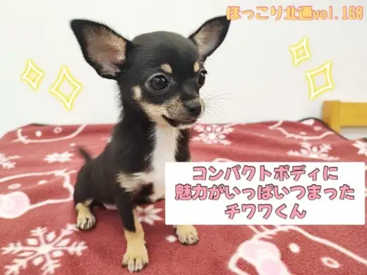 【 ほっこり北通vol.168 】小さな勇者、元気いっぱいのチワワくん！