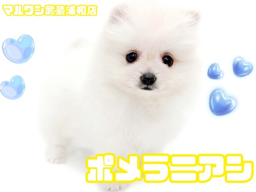 【 ポメラニアン 】毛量たっぷり!たぬき顔が可愛いクリームカラーの男の子