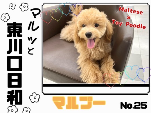 【 マルっと東川口日和No.25 】生後半年!お散歩練習中のマルプーくん!