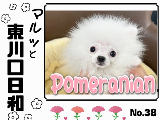 【 マルっと東川口日和No.38 】今しか見れないポメちゃんの特別な時期
