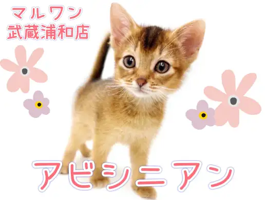 アビシニアンページ★ アビシニアンの子猫販売 ブリーダーの出産情報 猫専門ペット