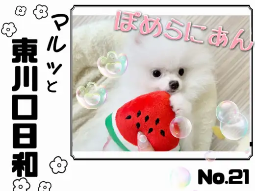 【 マルっと東川口日和No.21 】ブラッシング楽々！片手に収まるポメラニアン