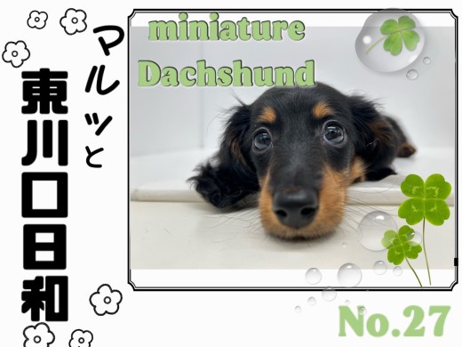 【 マルっと東川口日和No.27 】愛想抜群、甘えん坊ガールのダックスちゃん