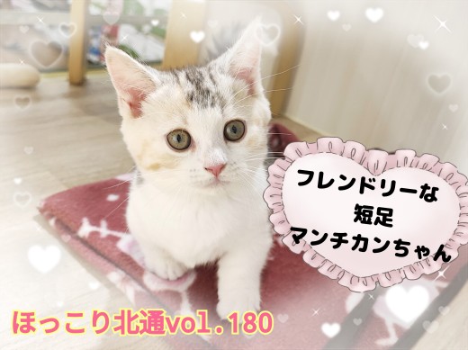 【 ほっこり北通vol.180 】人見知りゼロ！フレンドリーな短足マンチちゃん
