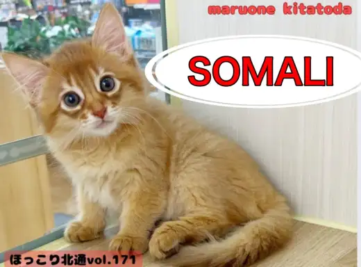【 ほっこり北通vol.171 】凛々しさと愛嬌を兼ね備えた最強にゃんこ！