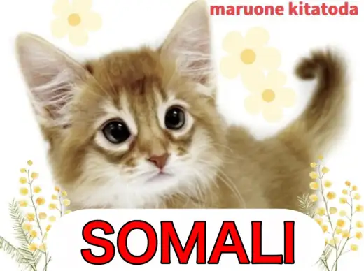 【 ソマリ 】才色兼備で魅力満載な小さな天使！ソマリの女の子入店！