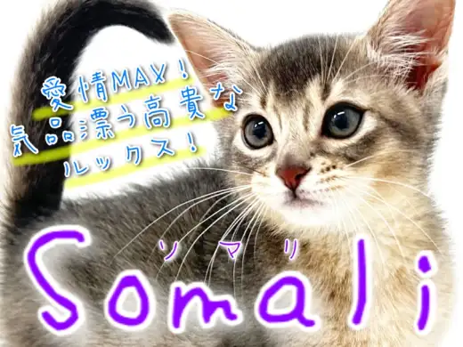 【 ソマリ 】横浜元町に気品と愛嬌を纏ったブルーの宝石が登場！
