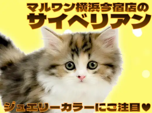 【 サイベリアン 】温厚にゃんこ代表！宝石のように美しい毛色の甘えん坊な女の子！