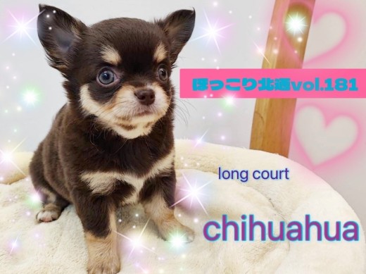 【 ほっこり北通vol.181 】懐っこいムチコロチョコタンチワワちゃんが入店！