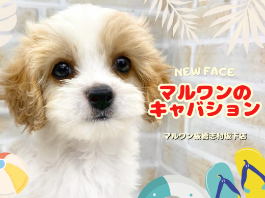 【 MIX 】マルワンのミックス犬といえばキャバション!入店初日から注目の的!