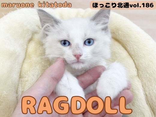 【 ほっこり北通vol.186 】穏やかおっとり優しいラグドールの女の子入店！