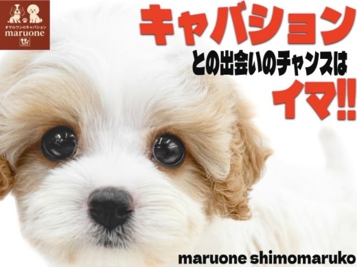 【 MIX 】キャバリアとビションの魅力を受け継ぐ大きな瞳が印象的なキャバション