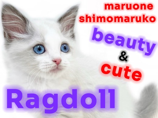 【 ラグドール 】美しく愛らしい抜群のビジュアルと存在感に沼る！甘えん坊王子君臨
