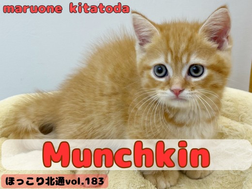 【 ほっこり北通vol.183 】愛嬌たっぷり短足ボディで最高の癒し空間をお届け